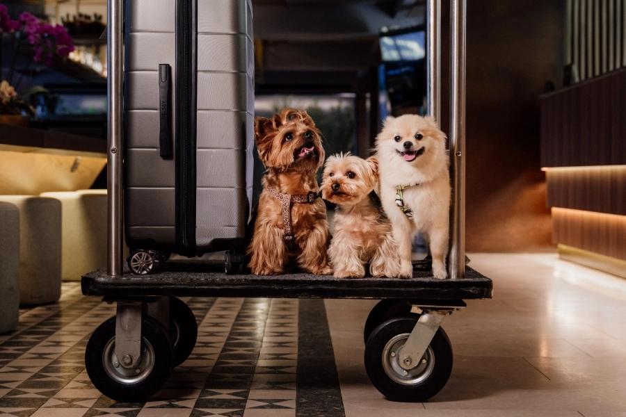 Pet friendly ESTELAR Altamira  Colombia - Ibague Pet friendly ESTELAR Altamira  Colombia - Ibague